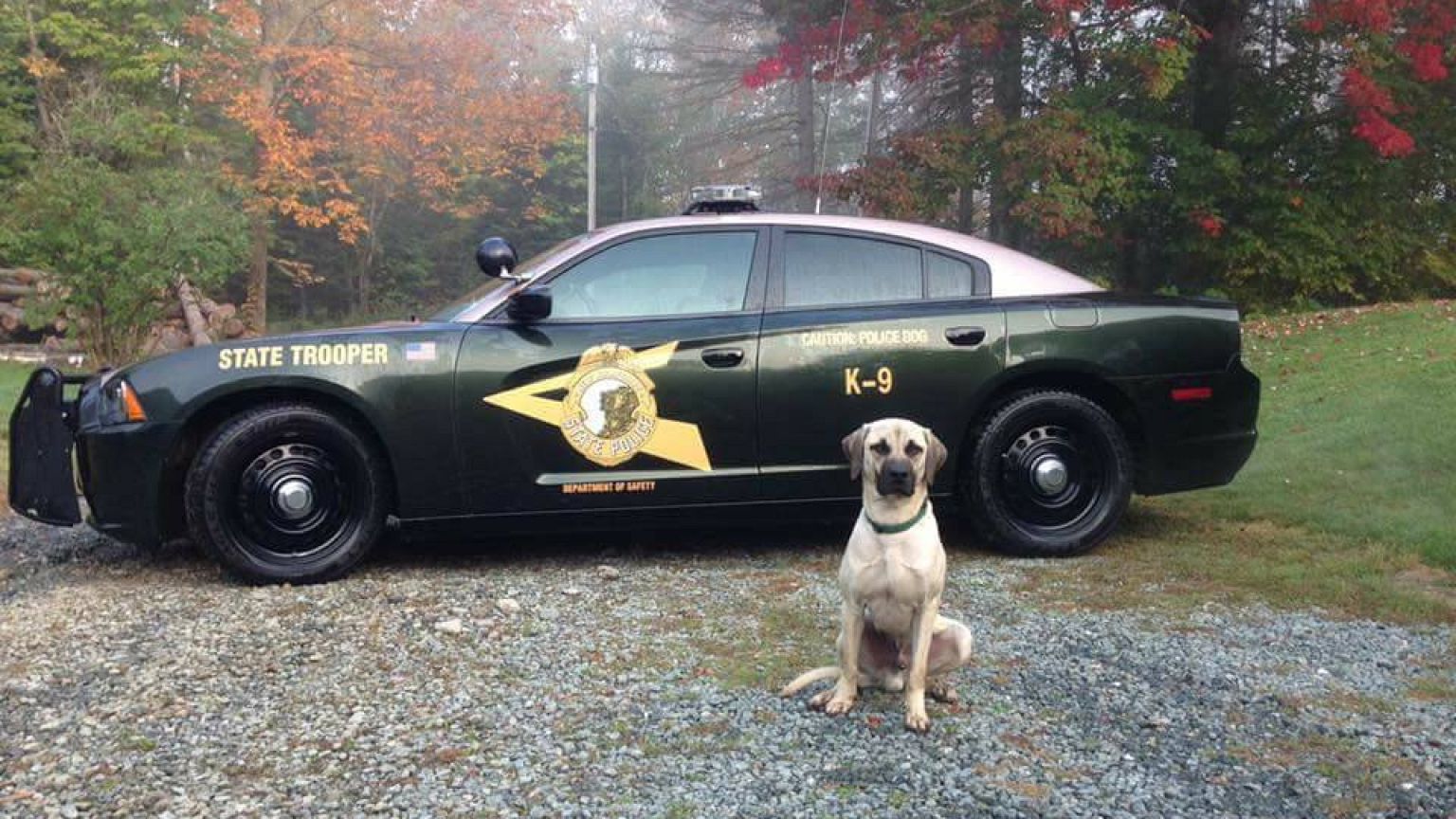 USA, notizia da manuale: uomo morde cane
