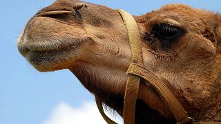 Botox-Skandal: 12 Kamele von Schönheitswettbewerb ausgeschlossen