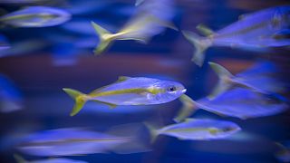 Νέος πληθυσμός από τα σπανιότερα ψάρια του κόσμου στην Τασμανία