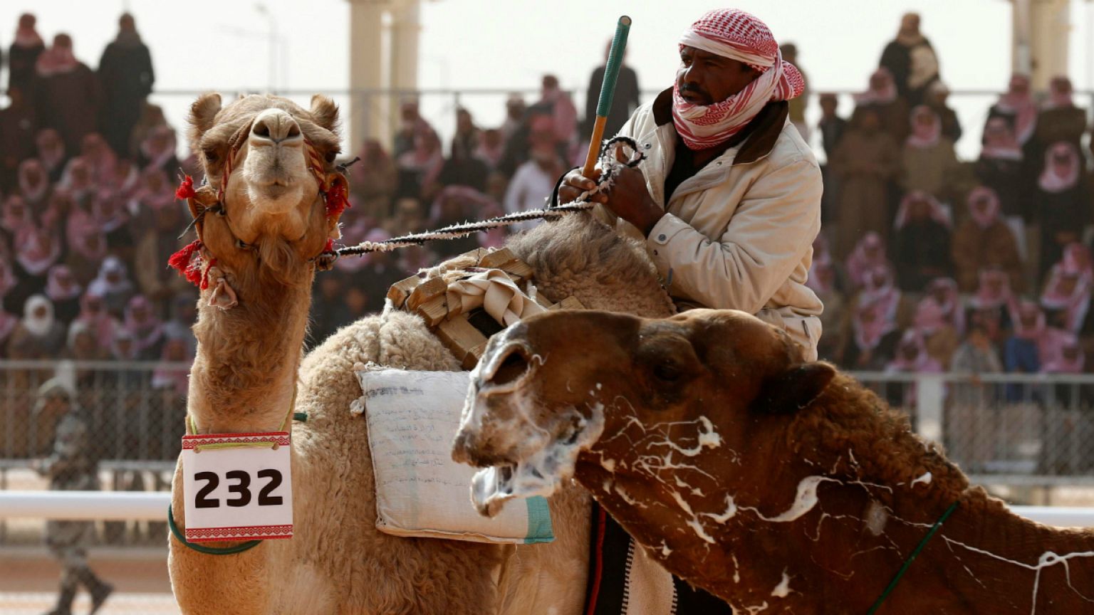 Camel Competition 