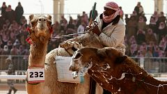 Camel Competition 