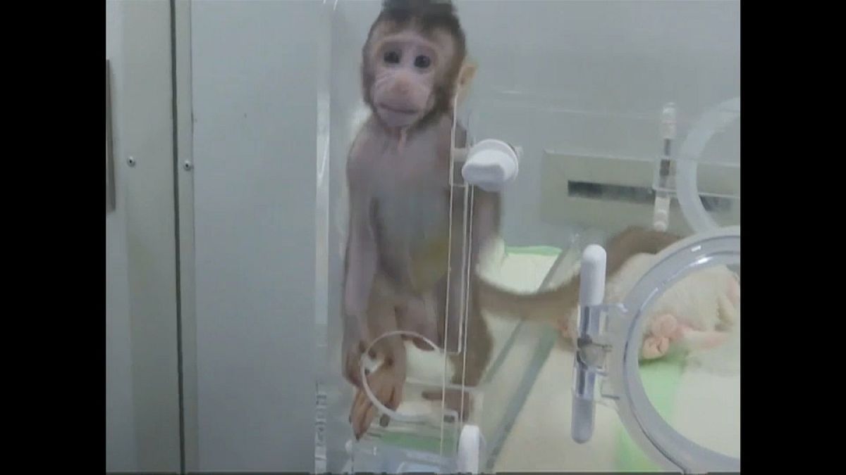 Chineses clonam primatas não humanos