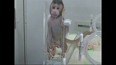 Chineses clonam primatas não humanos