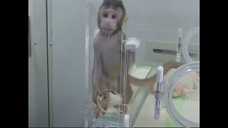 Chineses clonam primatas não humanos