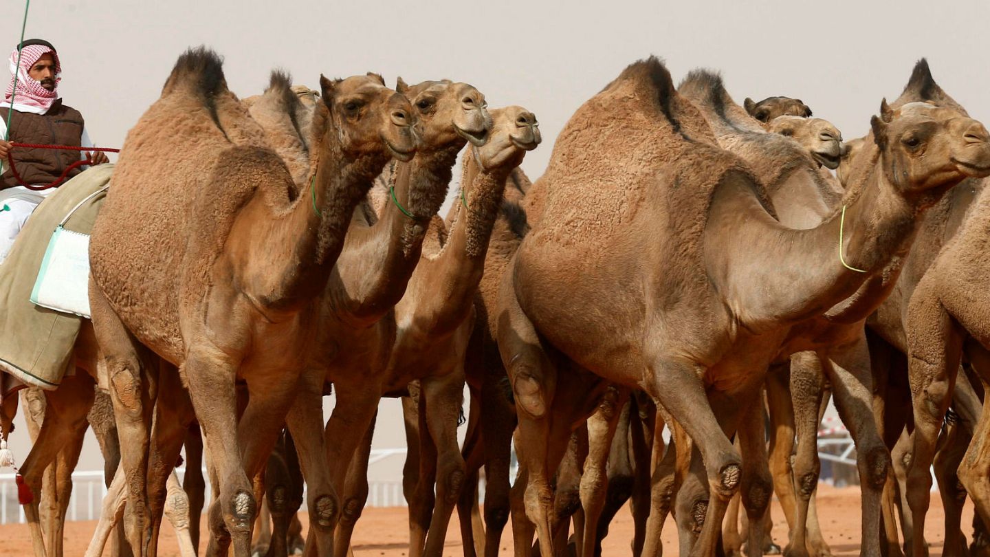 Banned For Botox 12 Camels Disqualified From Saudi Beauty Pageant Euronews