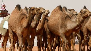 Banned for Botox: 12 camels disqualified from Saudi beauty pageant