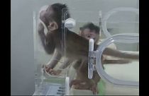 Majmokat klónoztak kínai tudósok