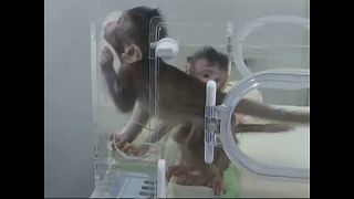 Majmokat klónoztak kínai tudósok