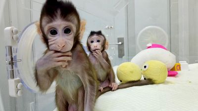 Κλωνοποίησαν τις πρώτες στον κόσμο μαϊμούδες – Πιο κοντά στην κλωνοποίηση ανθρώπων;