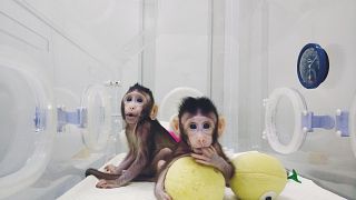 Çinli bilim insanları maymun klonladı