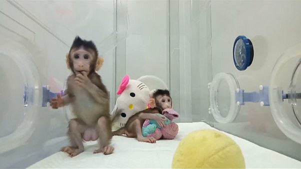 Наследники "овечки Долли" Наследники "овечки Долли"