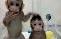 Les premiers clones de primates