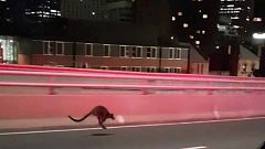Wallaby stört Verkehr in Sydney