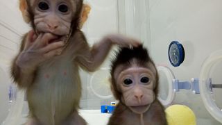 China: Erstmals Affen geklont