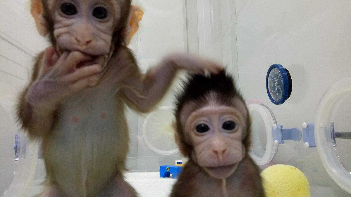 Científicos chinos clonan con éxito los primeros primates no humanos