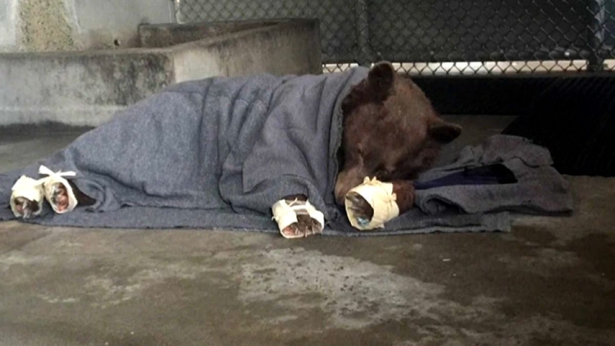 Bearing up: black bears re-released after holistic treatment for burns