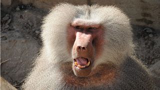 Baboons on the loose at French zoo