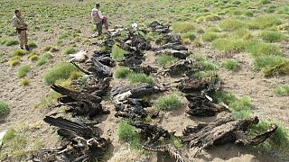 Argentina: trovati 34 condor andini bruciati