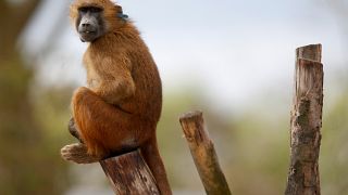 Paris : 50 babouins tentent l'échappée belle