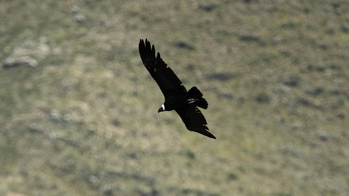 Könige der Lüfte getötet: 34 Kondore in Argentinien offenbar vergiftet