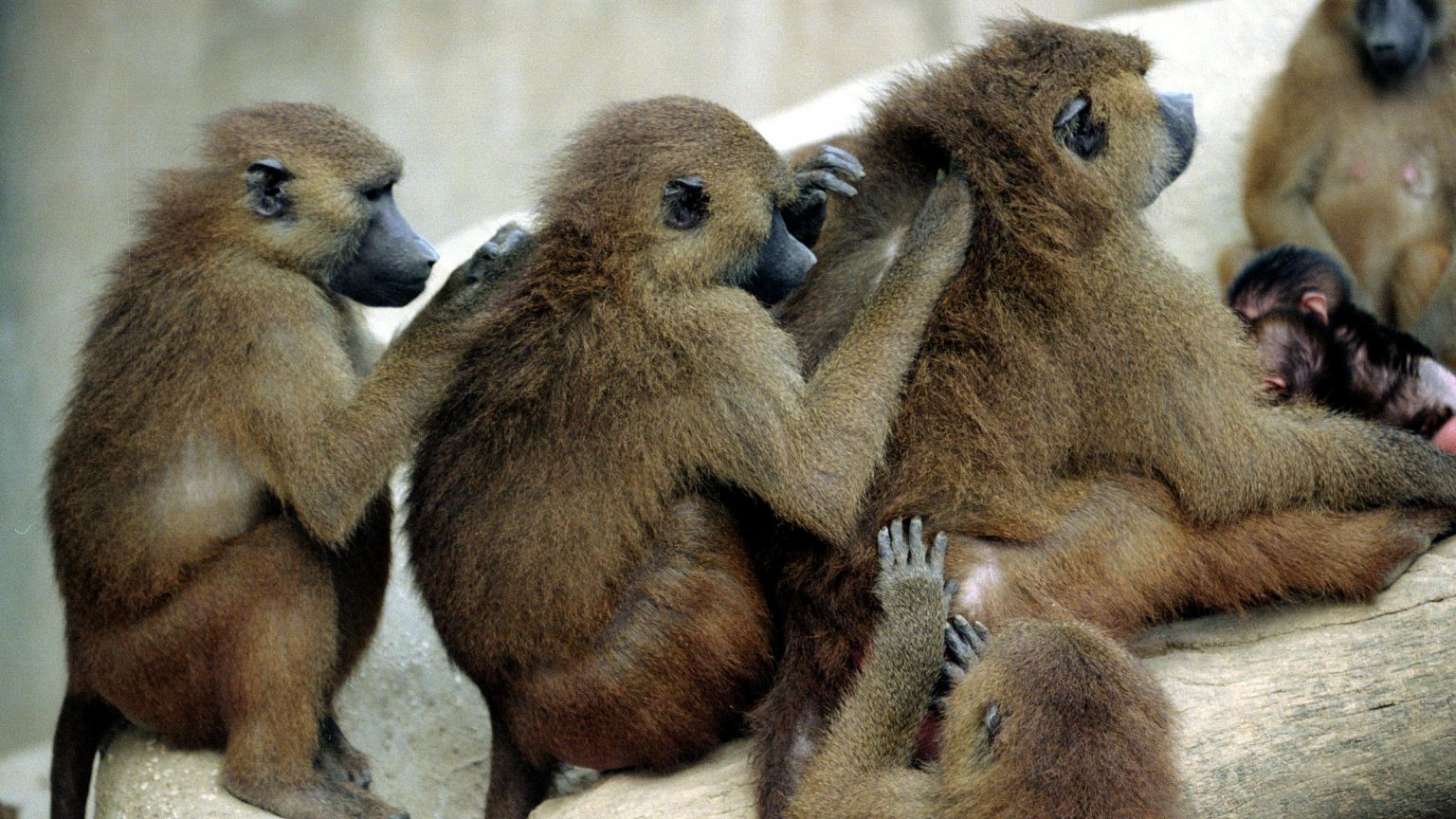 Paviane im Zoo in Paris (Archiv)