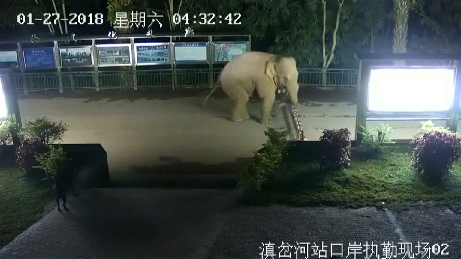 Wild elephant makes illegal border crossing
