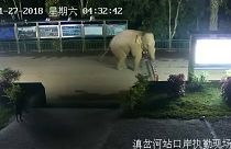 Wild elephant makes illegal border crossing