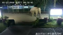 Wild elephant makes illegal border crossing