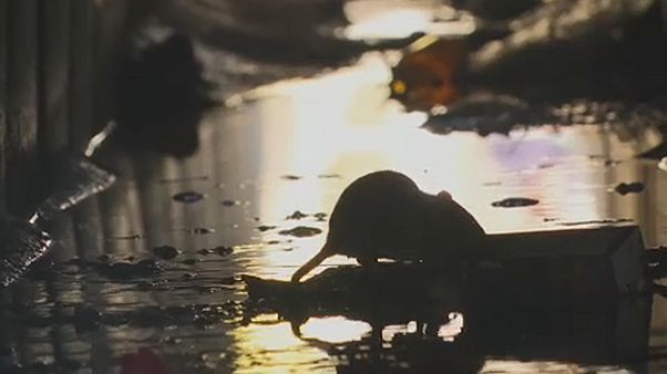 Puskával mennek patkányra Teheránban Puskával mennek patkányra Teheránban