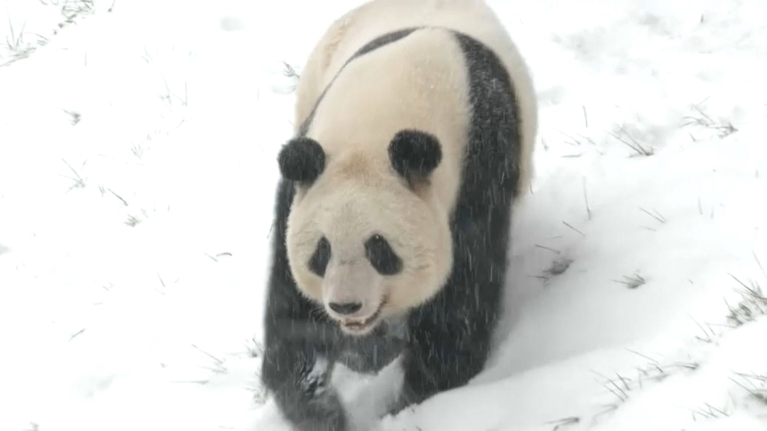 Pandas im Schnee - Wintereinbruch in China sorgt für Freud und Leid 