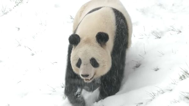 Pandas im Schnee - Wintereinbruch in China sorgt für Freud und Leid Pandas im Schnee - Wintereinbruch in China sorgt für Freud und Leid