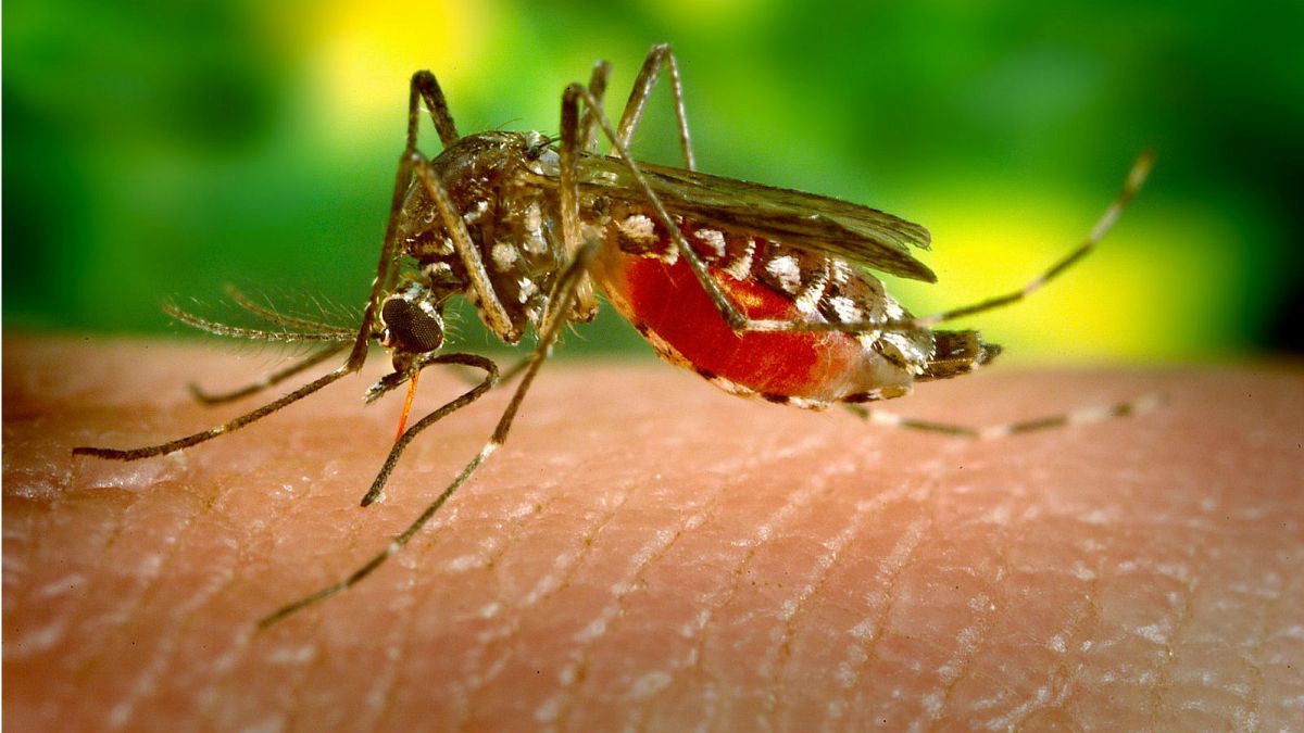 You can train mosquitos not to bite you by swatting them, finds new research