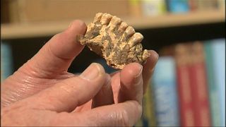 شاهد: اكتشاف رفات إنسان تعود إلى أكثر من 170 ألف عام في حيفا