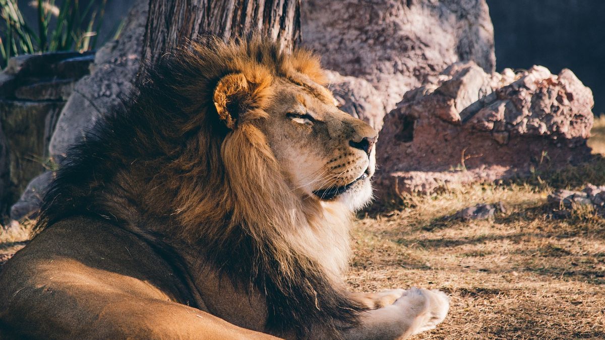 Südafrika: Kroatischer Mann bei Löwenjagd erschossen