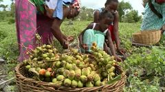 Vegetação nativa combate seca na Bahia