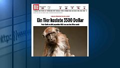 İnsanlar ve maymunlar üzerinde deney skandalı