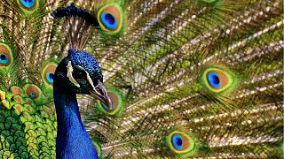 Emotional support peacock denied flight by United Airlines