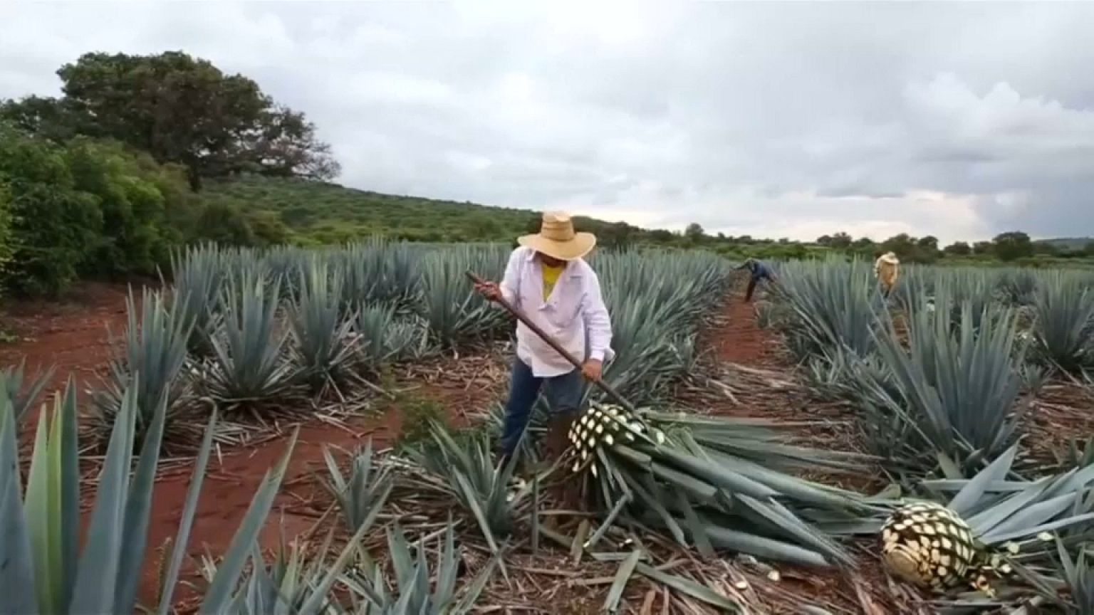 La planta del tequila sextuplica su precio en dos años