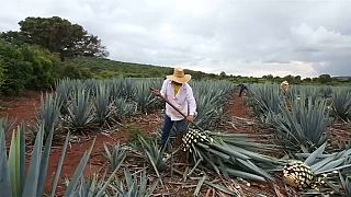 La planta del tequila sextuplica su precio en dos años