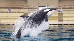 Vergessen Sie Papageien, jetzt plappern Orcas