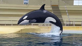 Orca learns to say ‘hello’ and ‘bye bye’