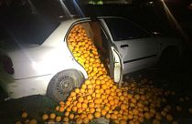 Spanish police catch fruit thieves red-handed in orange heist