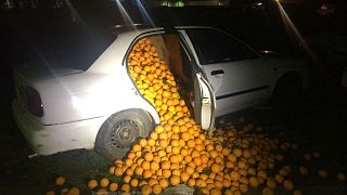 Spanish police catch fruit thieves red-handed in orange heist