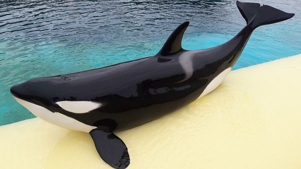 Ecco Wikie, l'orca che saluta con un "Hello" Ecco Wikie, l'orca che saluta con un "Hello"