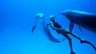 Ο «Dolphin Man» του «Απέραντου Γαλάζιου»