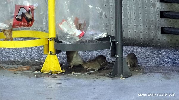 Le rat, “une machine de guerre” qui menace Paris ? Le rat, “une machine de guerre” qui menace Paris ?