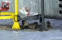 Security measures helping rat population explosion, warns expert
