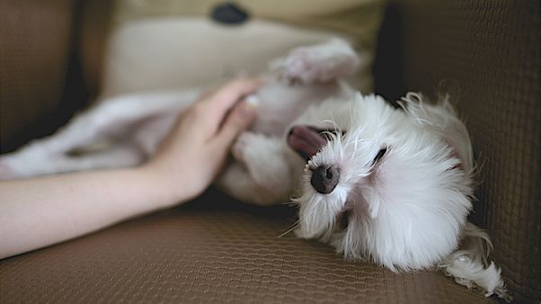 España prohíbe regalar mascotas a menores de 16 años España prohíbe regalar mascotas a menores de 16 años
