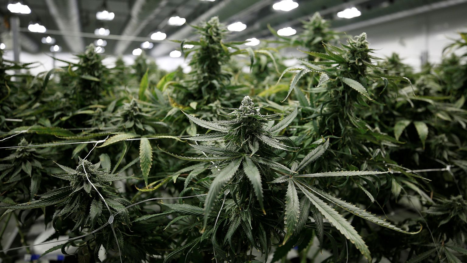 San Francisco : amnisties liées au cannabis