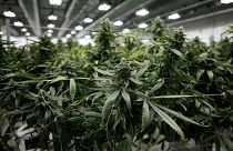 San Francisco : amnisties liées au cannabis